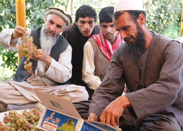 Proper packaging, sorting and grading is necessary to bring Afghan fruit up to international export standards.