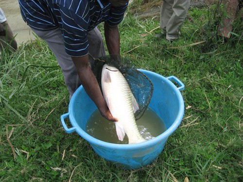 These native carp are grown through aquaculture in Uganda.