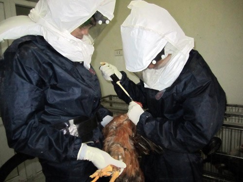 Virologists in Vietnam conduct an efficacy trial for a vaccine against avian influenza.