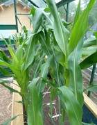 Maize test plants at DTI-r
