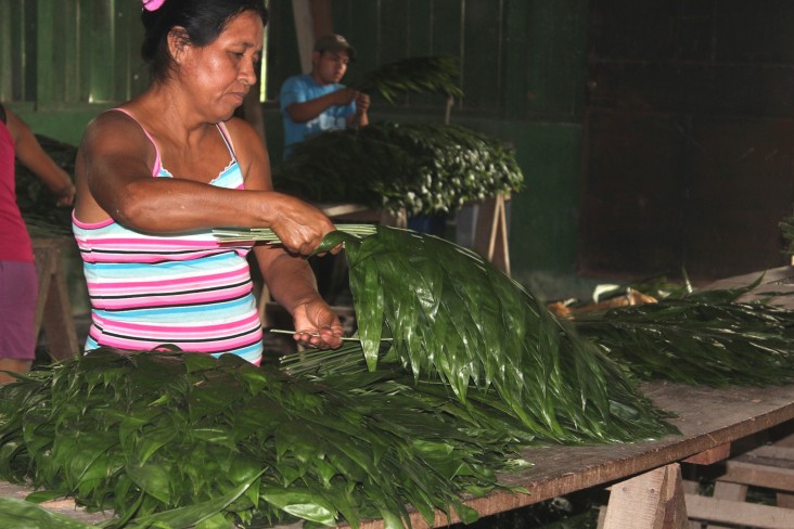 Community members in Uaxactún, Guatemala, sort through xate leaves for export.