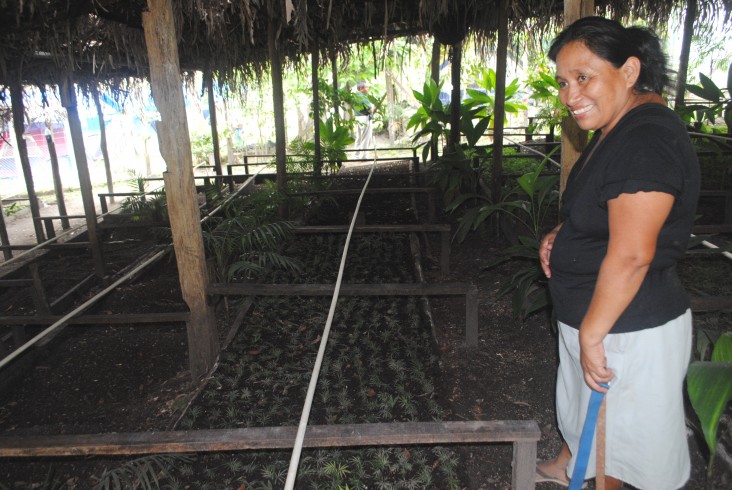 Elena Choc Bó gives a tour of the Uaxactún xate nursery.