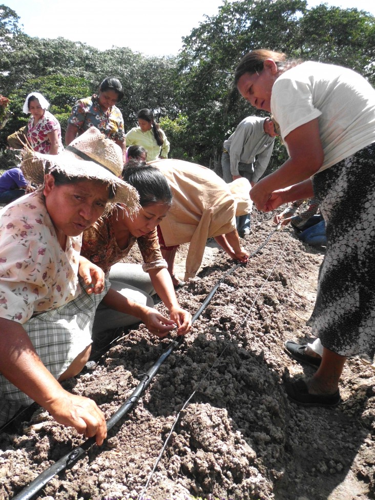 Herminia Gutierrez, left, and other women install a drip irrigation line to water their coffee bushes and vegetables.