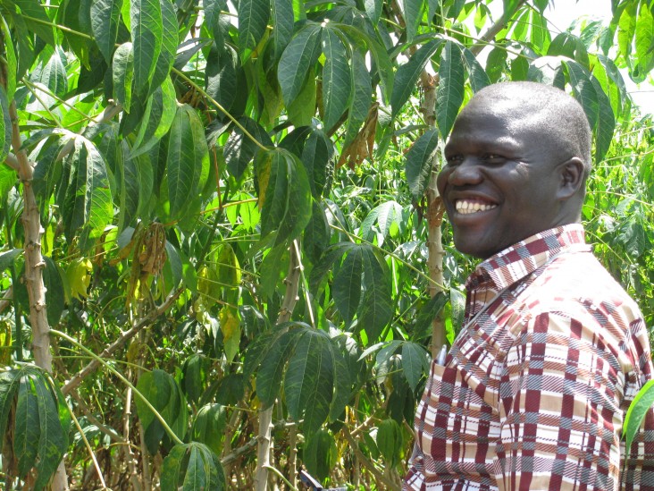 Field evaluation of virus-resistant cassava plants in Uganda