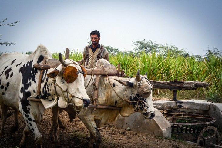 In Pakistan, a farmer uses a cattle-driven water pump.
