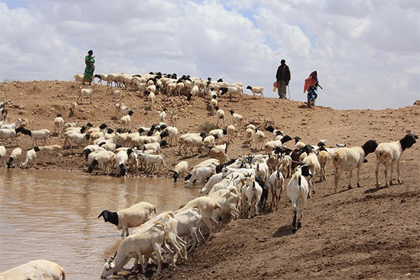 A water-harvesting catchment near Borama, Somalia