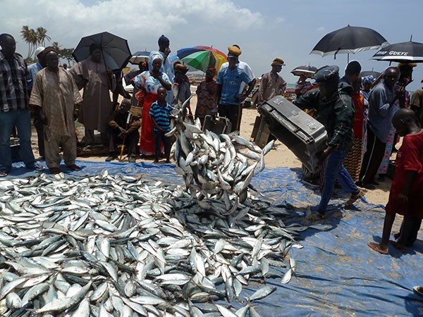 People in Cayar, Senegal eagerly await the delivery of the day's catch.