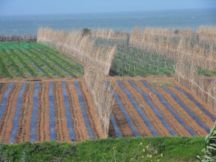 Moroccan small farmers' intensive vegetable plots cultivated using plastic mulching techniques and drip irrigation.