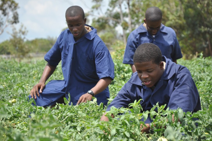 Left to right foreground: Carlton Collins and Cavon Chantilou, students at Munro College, tend to the tomato farm.