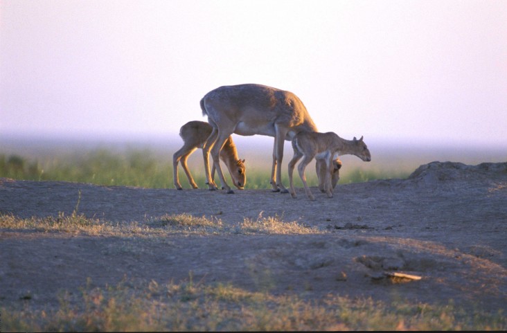 Saiga mother and babies grazing