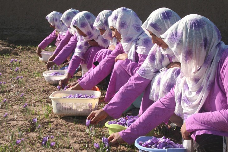 Members of the Ghoryan Women’s Saffron Association pick flowers during the saffron harvest.