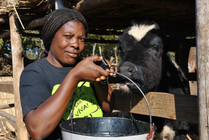 A woman feeds a cow 