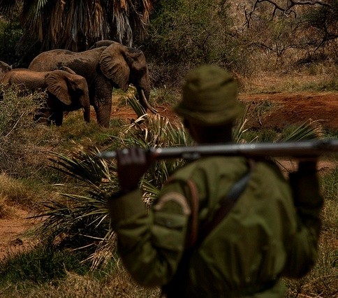 A community ranger in Kenya appears in foreground with gun over shoulders while observing family of elephants in the background.