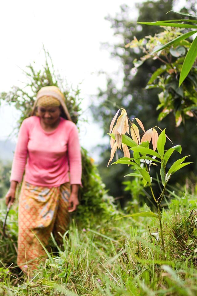 Tej patta, or bay leaves, planted along slopes in Nepal help to reduce landslides and serve as a source of income for locals.