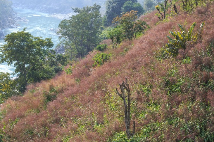 This once barren Nepalese hillside is now covered in broom grass.