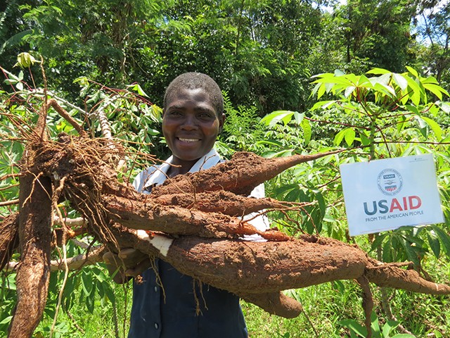 A smallholder farmer in Kenya displays the harvest from one cassava plant.