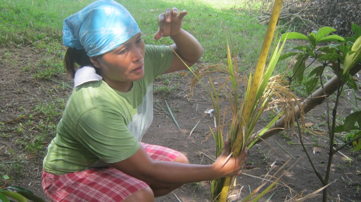 In barangay San Roque Madawon in Nabua, Camarines Sur, farmers measure plant height and count the number of panicles.