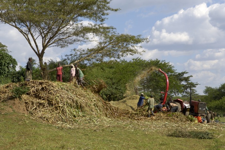 Silage Production