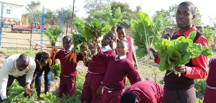 Teachers and students at Ezweni Primary School in Bushbuckridge, Mpumalanga, harvest Reel Gardening vegetables.