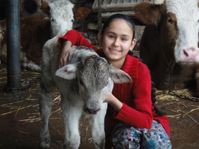 Turkmenistan calf