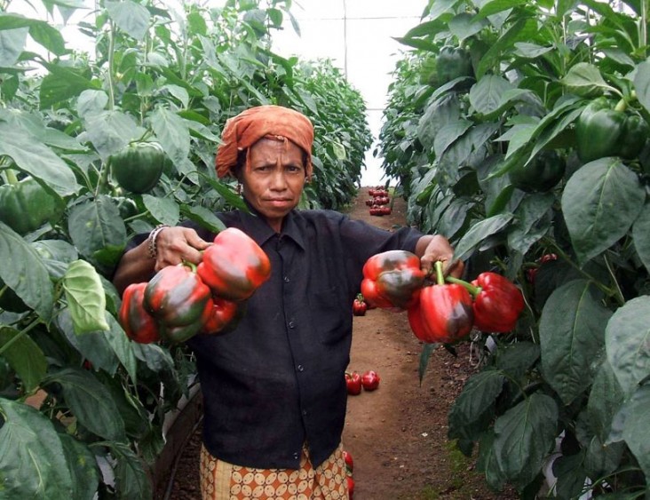 USAID Timor-Leste's DAC Project supports improved nutrition and agricultural development