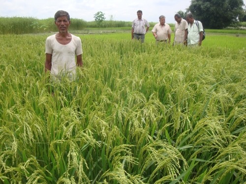 Image of Nepali farmer standing in his field with USAID technicians in the background.
