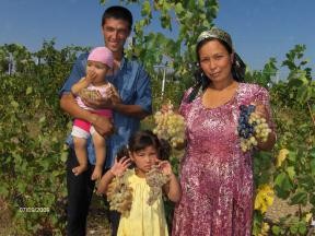 Семья, проживающая в Наманганской области, показывает свой лучший урожай винограда.