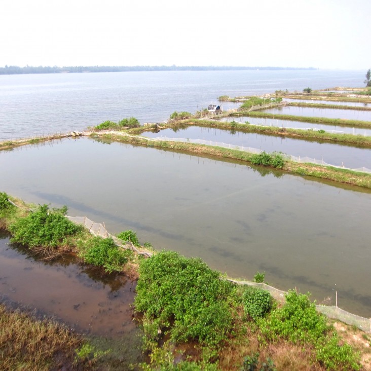 Aquaculture ponds along eastern edge of new development area in Vinh Thanh 