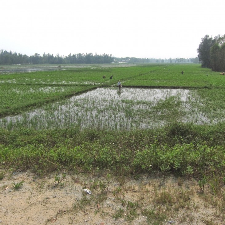 Rice paddies within new development area in Vinh Thanh