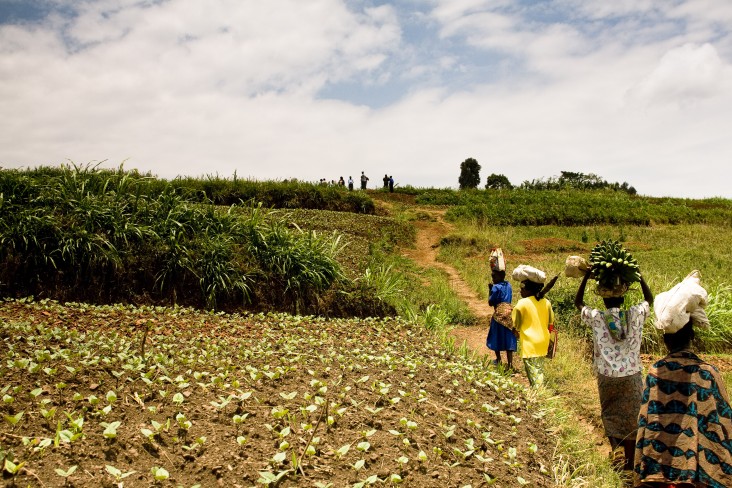 Agriculture & Food Security_Rwanda