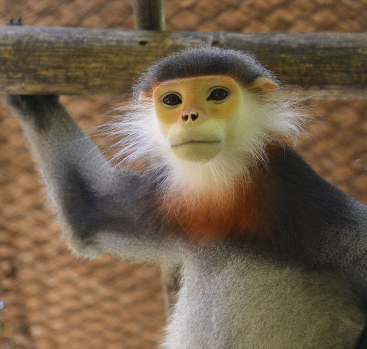 A primate in the Cuc Phuong Endangered Primate Rescue Center.