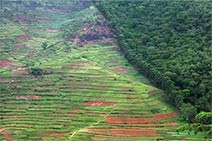 Photo of cultivated farm land right up against tropical forest