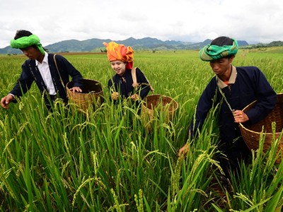 Image of three Burma farmers harvesting rice