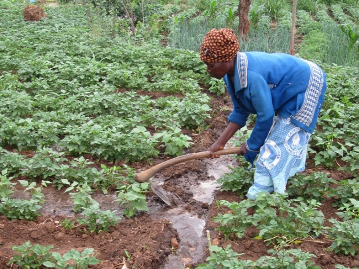 helps A farmer in Malawi diverts water from a main irrigation channel to a row of crops.
