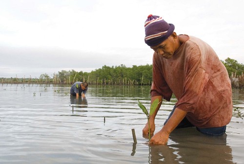A man tends to mangrove seedlings, which help stop coastal erosion, anchor soils, buffer storm surges and provide habitat for co