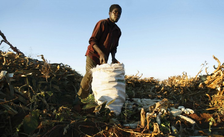 A Malawian land worker harvests maize in Masungo, a village on the outskirts of Lilongwe, the nation’s capital. Although 70 perc
