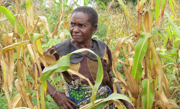 A farmer in Malawi checks her maize crop, which has benefited from improved farming practices that make her household more resil