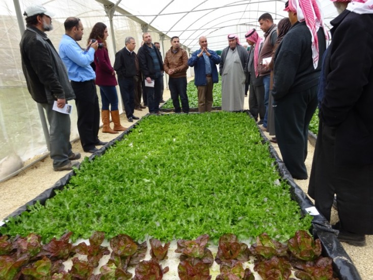     Hydroponic lettuce production at a farm in Zarqa.  