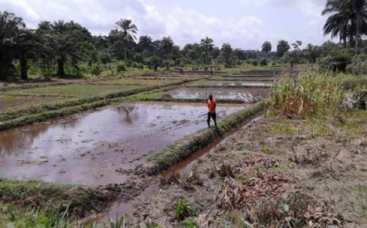 Liberia Rice Production Using Bunds