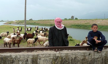 A shepherd tends his flock  of sheep in the Al Ghab Valley, a rainfed area of Syria.