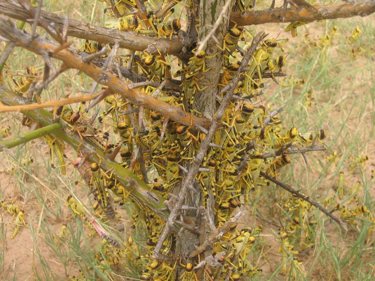 Locust swarms can include tens of millions of insects. Wherever they land, crop or pasture loss can be 100 percent within hours.