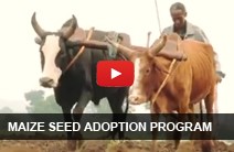 Ethiopia video: Maize Seed Adoption