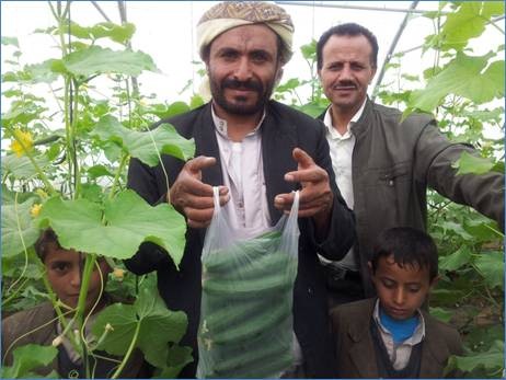 A farmer and his sons pose with cucumbers grown in a USAID-funded greenhouse in the Sawan neighborhood in Sana'a. 