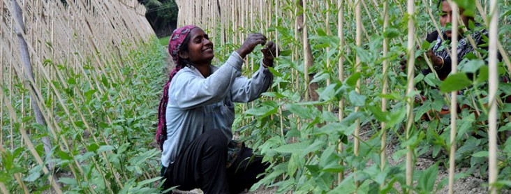 Photo of woman harvesting vegetables