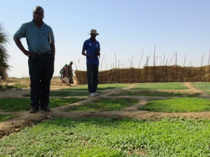 A regional advisor visits a USAID/OFDA-supported community garden in Chad.  