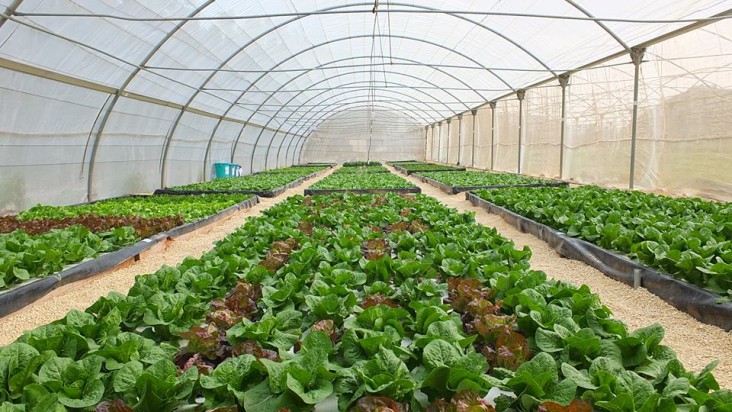 Al-Wirr Lettuce Farm in Zarqa under the Hydroponic Green Farming Initiative (HGFI) - 2015