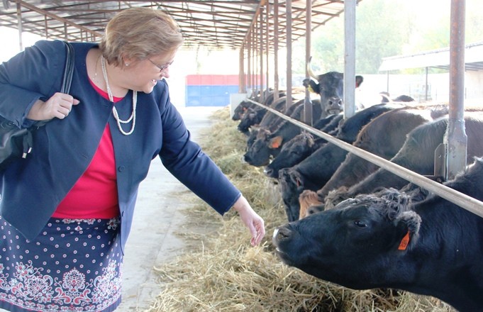 Ambassador Gwaltney at Chabrets Cattle Farm