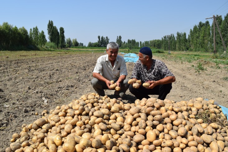 Aravan farmers doubled their profits due to high and early yields of potato