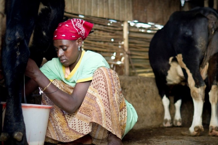 Yeshi is a professional milkmaid. She milks cows for households throughout Bishoftu, Oromia twice a day—early in the morning and