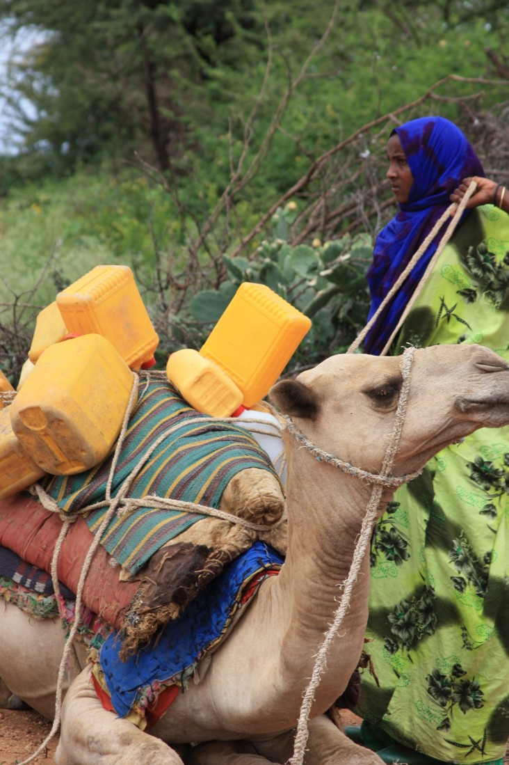 A Somali woman prepares to take her milk to market by camel.